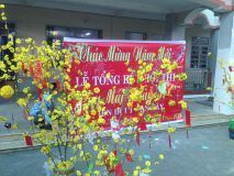 Cây mai ngày Tết
