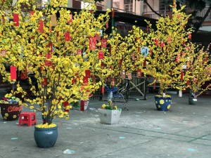 Trang trí cây mai và làm thiệp mừng Tết Tân Sửu 2021